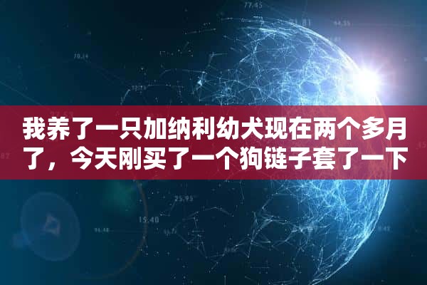 我养了一只加纳利幼犬现在两个多月了，今天刚买了一个狗链子套了一下午。可是它老是挠脖子上的链子看起来