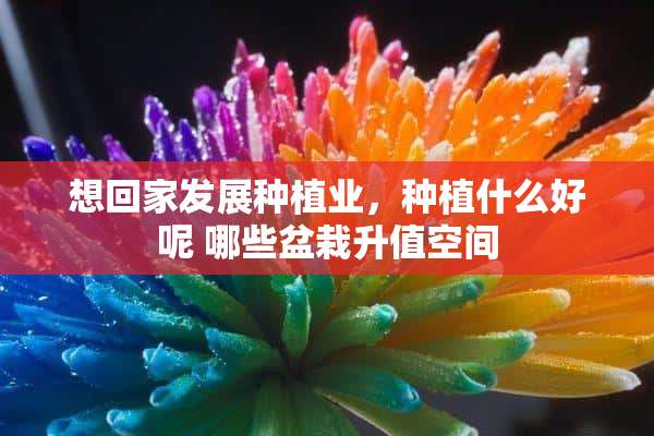 想回家发展种植业，种植什么好呢 哪些盆栽升值空间