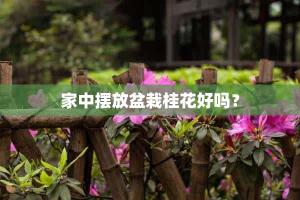 家中摆放盆栽桂花好吗？