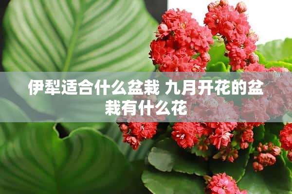 伊犁适合什么盆栽 九月开花的盆栽有什么花