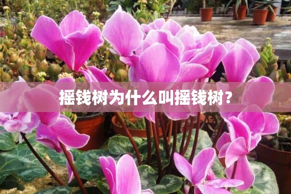 摇钱树为什么叫摇钱树？