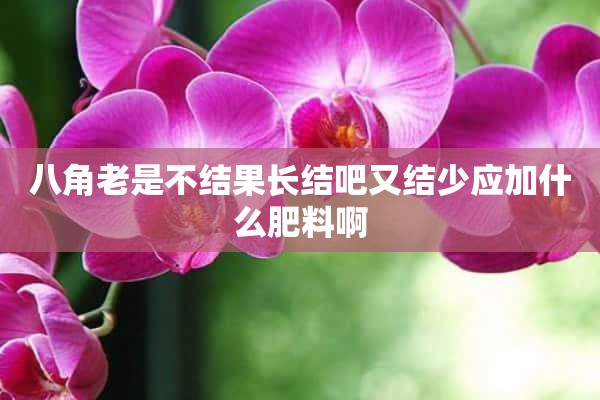 八角老是不结果长结吧又结少应加什么肥料啊