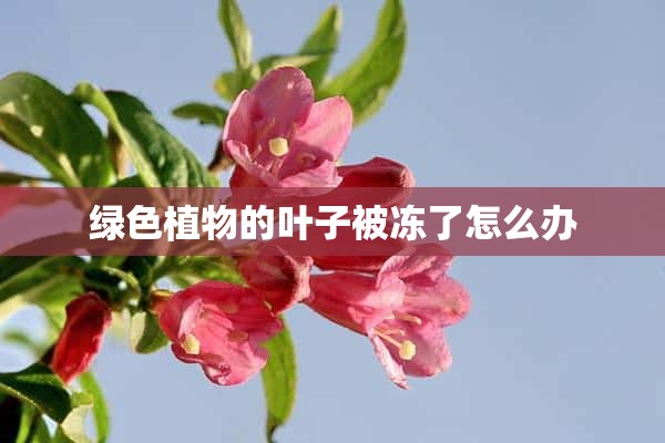 绿色植物的叶子被冻了怎么办