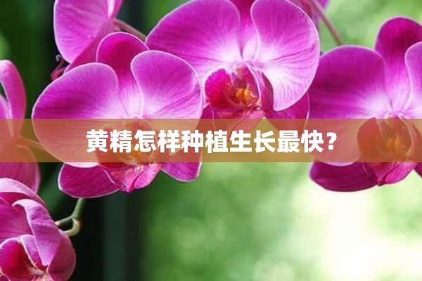 黄精怎样种植生长最快？