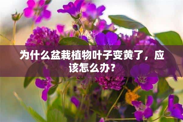 为什么盆栽植物叶子变黄了，应该怎么办？