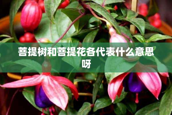 菩提树和菩提花各代表什么意思呀