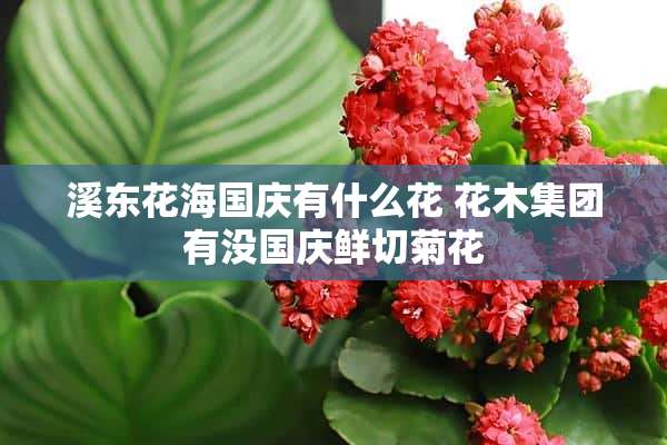 溪东花海国庆有什么花 花木集团有没国庆鲜切菊花