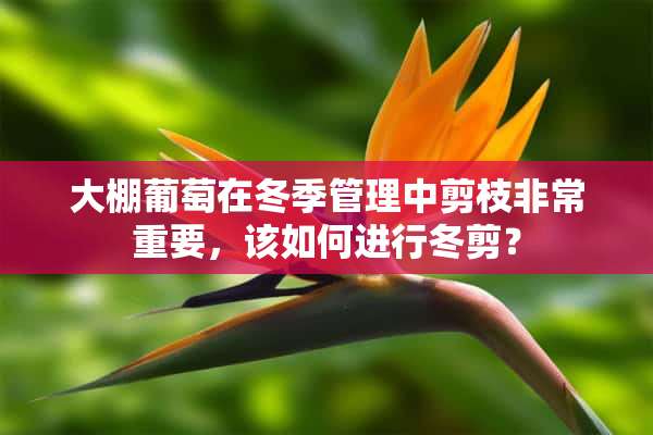 大棚葡萄在冬季管理中剪枝非常重要，该如何进行冬剪？