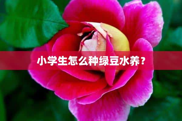 小学生怎么种绿豆水养？