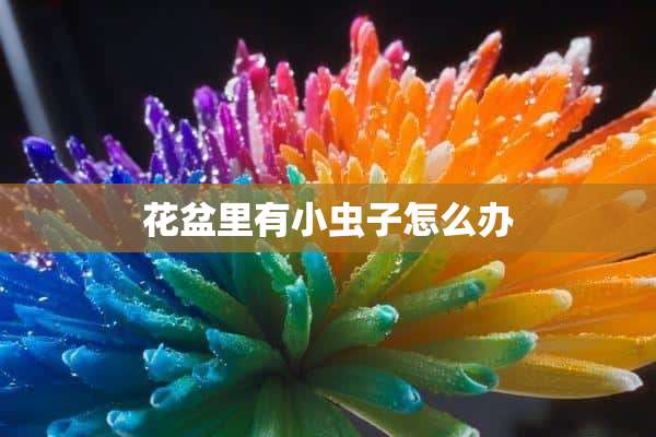 花盆里有小虫子怎么办