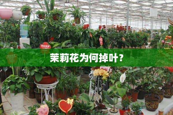 茉莉花为何掉叶？