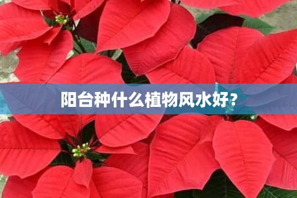 阳台种什么植物风水好？