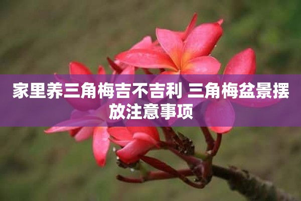 家里养三角梅吉不吉利 三角梅盆景摆放注意事项