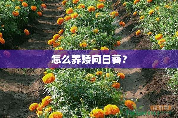 怎么养矮向日葵？