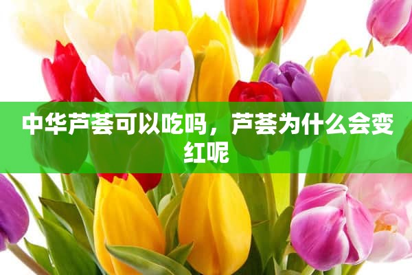 中华芦荟可以吃吗，芦荟为什么会变红呢