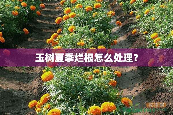 玉树夏季烂根怎么处理？