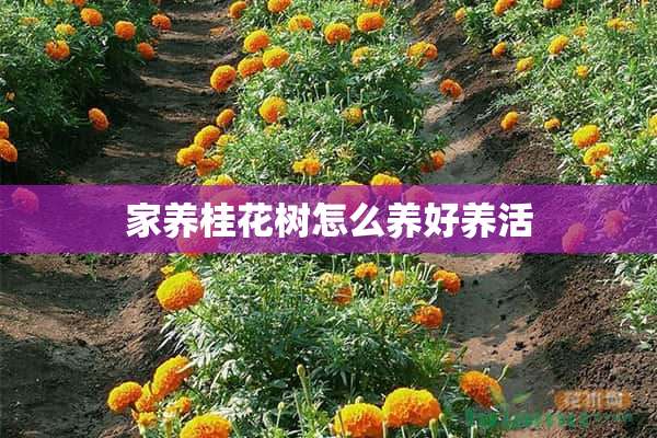 家养桂花树怎么养好养活