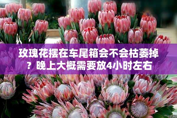 玫瑰花摆在车尾箱会不会枯萎掉？晚上大概需要放4小时左右