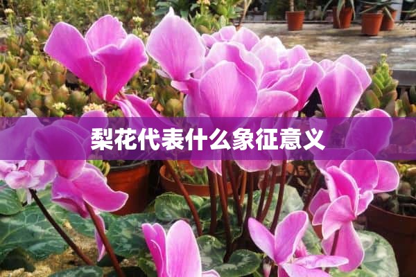 梨花代表什么象征意义