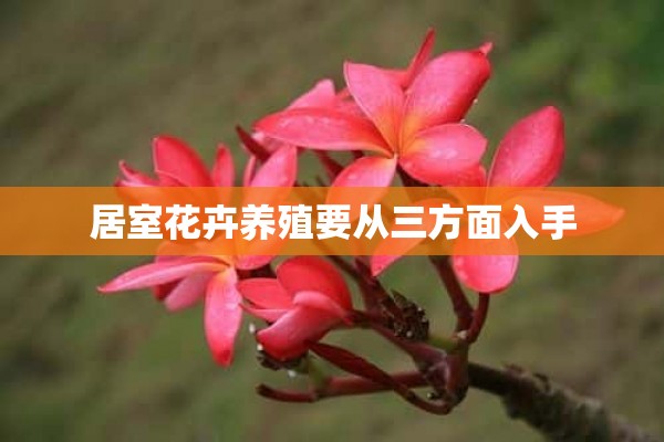 居室花卉养殖要从三方面入手