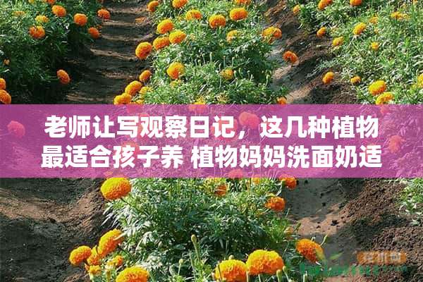 老师让写观察日记，这几种植物最适合孩子养 植物妈妈洗面奶适合孩子用吗