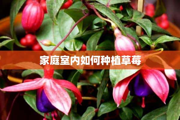 家庭室内如何种植草莓