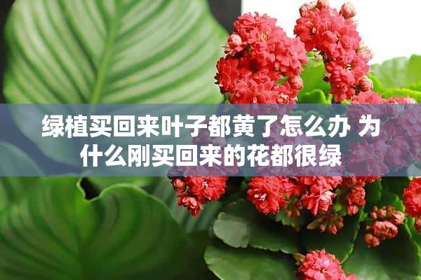 绿植买回来叶子都黄了怎么办 为什么刚买回来的花都很绿