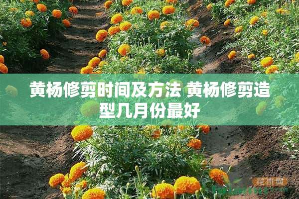 黄杨修剪时间及方法 黄杨修剪造型几月份最好