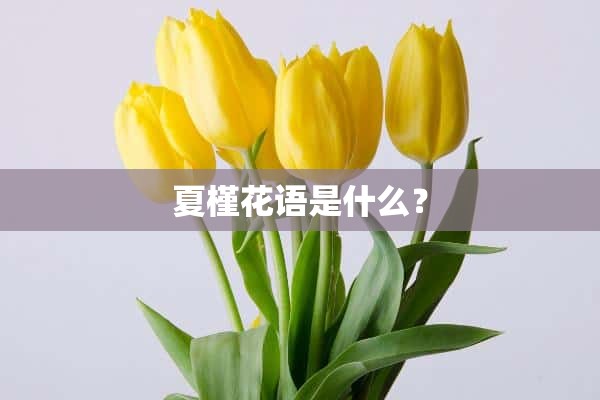 夏槿花语是什么？