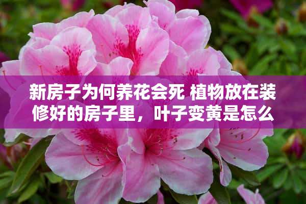 新房子为何养花会死 植物放在装修好的房子里，叶子变黄是怎么回事