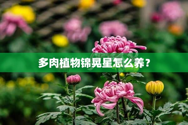 多肉植物锦晃星怎么养？