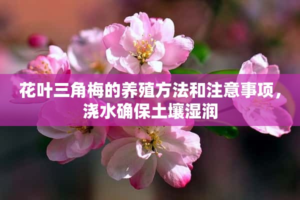 花叶三角梅的养殖方法和注意事项，浇水确保土壤湿润