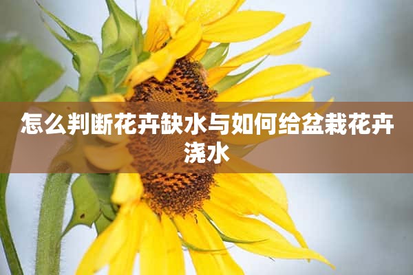 怎么判断花卉缺水与如何给盆栽花卉浇水