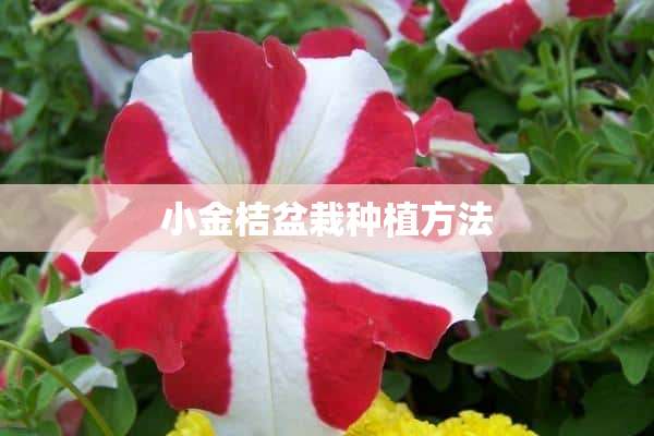 小金桔盆栽种植方法