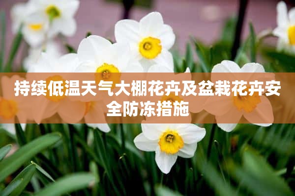 持续低温天气大棚花卉及盆栽花卉安全防冻措施