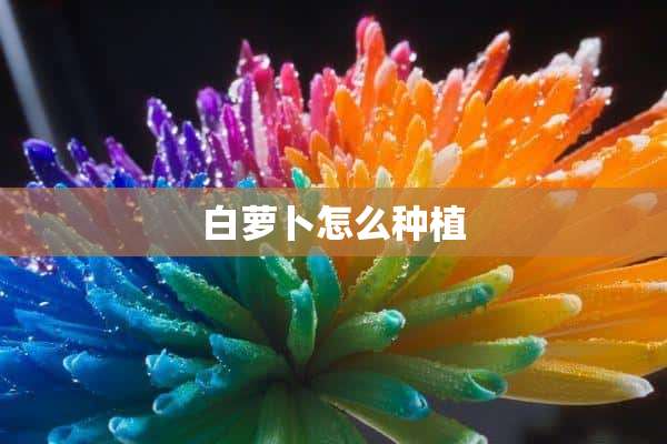 白萝卜怎么种植