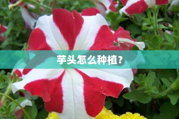 芋头怎么种植？