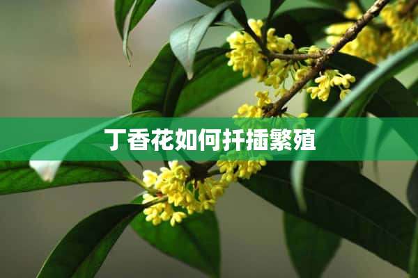 丁香花如何扦插繁殖