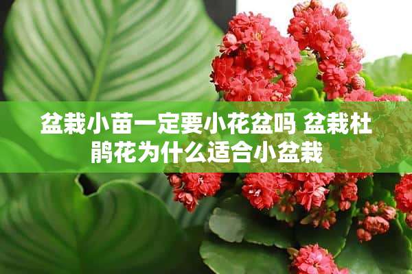 盆栽小苗一定要小花盆吗 盆栽杜鹃花为什么适合小盆栽