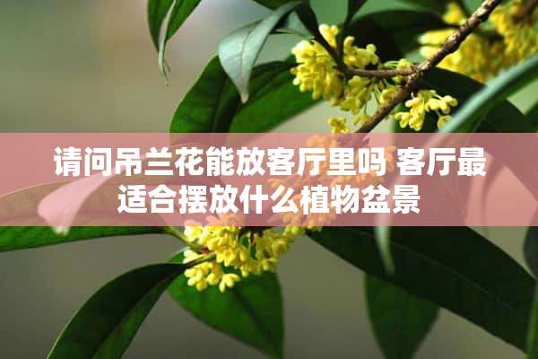 请问吊兰花能放客厅里吗 客厅最适合摆放什么植物盆景