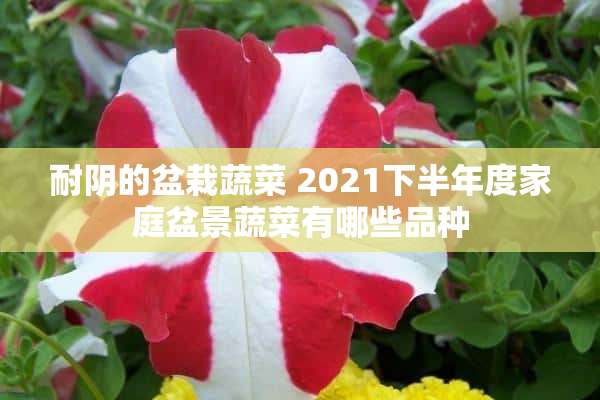 耐阴的盆栽蔬菜 2021下半年度家庭盆景蔬菜有哪些品种