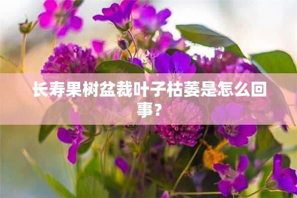 长寿果树盆裁叶子枯萎是怎么回事？