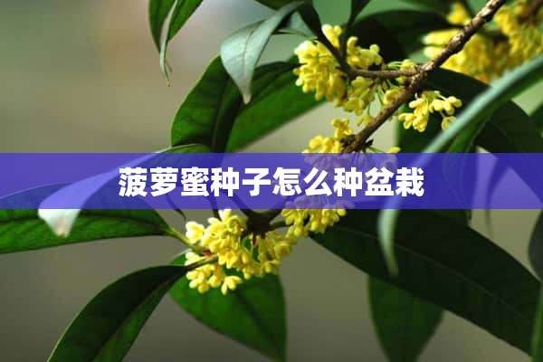 菠萝蜜种子怎么种盆栽