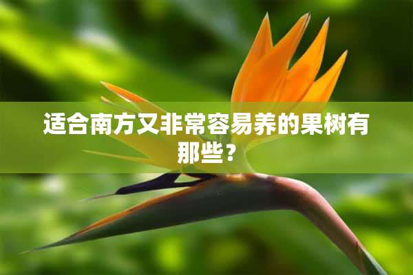 适合南方又非常容易养的果树有那些？