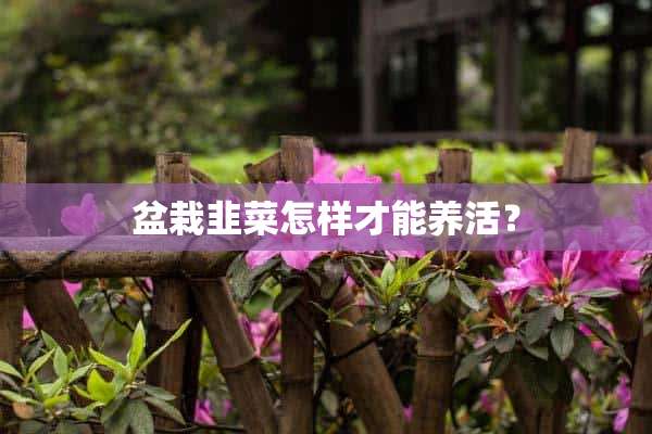 盆栽韭菜怎样才能养活？