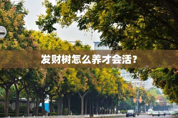 发财树怎么养才会活？