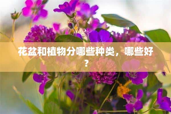 花盆和植物分哪些种类，哪些好？