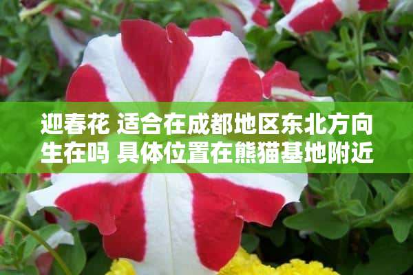 迎春花 适合在成都地区东北方向生在吗 具**置在熊猫基地附近