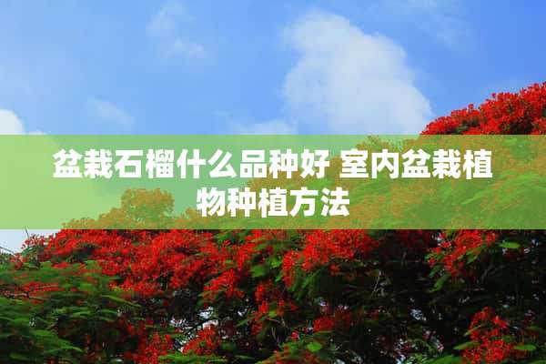 盆栽石榴什么品种好 室内盆栽植物种植方法