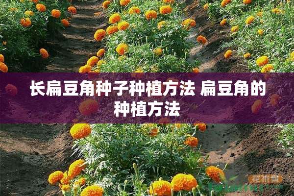 长扁豆角种子种植方法 扁豆角的种植方法